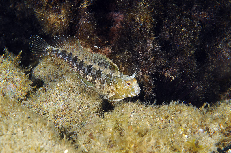 Blennidi